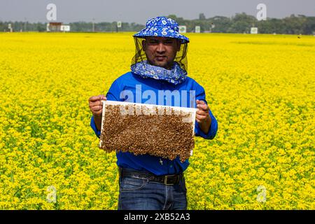 Ein Imker, der einen Rahmen mit einer Bienenbrut in einem Senffeld in Shirajdikhan, Munshiganj, Bangladesch hält. Stockfoto