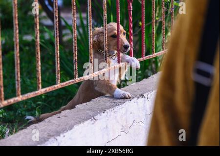 Frau streichelt einen kleinen Hund über den Zaun Stockfoto