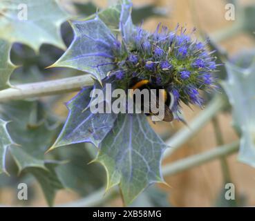 Eine Hummel - bombus terrestris ernährt sich von einer Sea stechpalme - Eryngium maritimum, auch bekannt als Sea eryngo oder Sea eryngium. Caparica-Küste, Lissabon, Stockfoto
