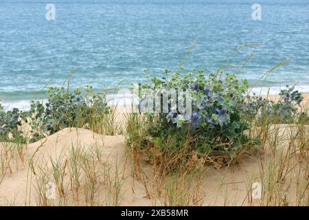 Sea holly – Eryngium maritimum, auch bekannt als Sea eryngo, oder Sea eryngium wächst mit Marram-Gras in Dünen. Leerer Strand von Caparica und Atlantik Stockfoto