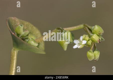 Winter Purslane, Claytonia perfoliata, Blumenkopf Detail, Norfolk, Mai Stockfoto