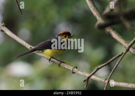 Der Weißstein mit Kragen (Myioborus torquatus), der in den Nebelwäldern Costa Ricas gefunden wird Stockfoto