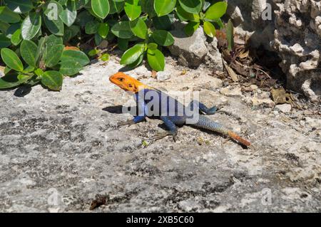 Männlicher Peter's Rock Agama, auch bekannt als Rothaarige Agama-Eidechse in einem Park in Miami, Florida. Peters Rock Agamas wurden in Florida eingeführt Stockfoto