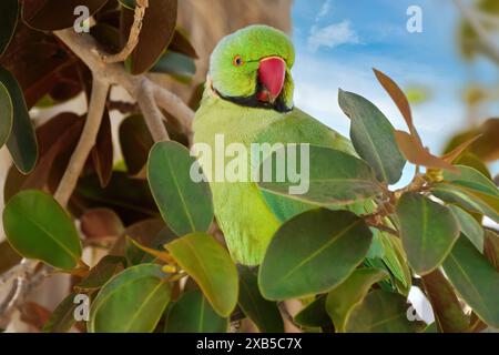 Rosenringsittich (Psittacula krameri) männlich in Nahaufnahme sitzend in einem Gummibaum Stockfoto