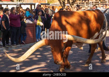 Sehr großer, gehörnter Texas Longhorn Bull in Fort Worth, Texas Stockfoto