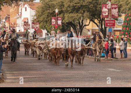 Cowboys fahren Longhorn Cattle zu Weihnachten in den historischen Stockyards in Fort Worth, Texas, durch eine Backsteinstraße. Stockfoto