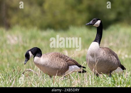 Zwei Kanadiengänse, die in einem ländlichen Futter weiden Stockfoto