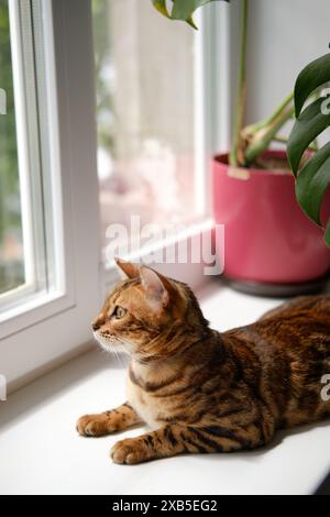 Die wunderschöne bengalische Katze liegt auf der Fensterbank und blickt auf die Straße. In der Nähe befindet sich eine Zimmerpflanze in einem Topf. Gemütliches Innenkonzept. Stockfoto