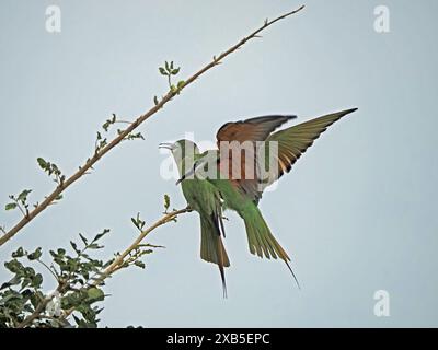 Ein Paar Blauwangen-Bienenfresser (Merops persicus), eines auf dem Zweig eins, das einfliegt, um Partner im Nyerere-Nationalpark in Tansania zu werden Stockfoto