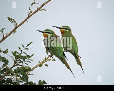 Zwei Blauwangen-Bienenfresser (Merops persicus) auf dem Zweig des Nyerere-Nationalparks in Tansania Stockfoto