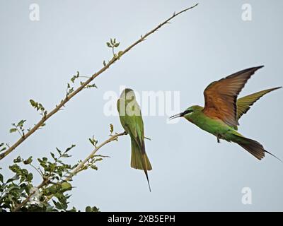 Ein Paar Blauwangen-Bienenfresser (Merops persicus), eines auf dem Zweig eins, das einfliegt, um Partner im Nyerere-Nationalpark in Tansania zu werden Stockfoto