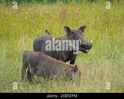 Das gewöhnliche Warzenschwein (Phacochoerus africanus) mit zwei jungen und einem RotschnabelOxpecker (Buphagus erythrorynchus) auf dem Rücken scheint zu lachen Stockfoto