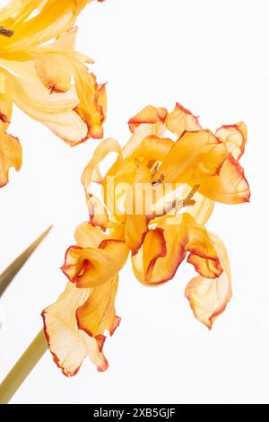 Ein Makrofoto mit leuchtenden Tulpenblüten vor einem sauberen weißen Hintergrund. Ungewöhnliche gelbe Tulpenblüten mit einem orangen Blumenrand nahe an einem Weißen Stockfoto