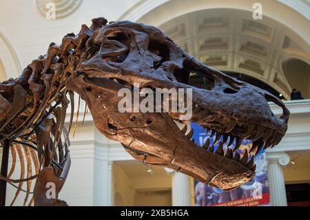 Chicago, IL - 4-10-2018: Skelett von Sue the T-Rex im Chicago Field Museum Stockfoto