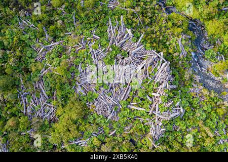 Tote Bäume in einem Wald, Opfer des Vulkanausbruchs Chaiten, Park Pumalin, Patagonien, Chile Stockfoto