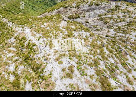 Tote Bäume liegen flach auf dem Boden, Aussichtspunkt oben, Vulkan Chaiten, Park Patagonia, Patagonia, Chile Stockfoto