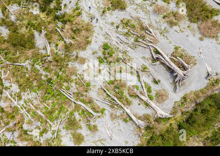 Tote Bäume liegen flach auf dem Boden, Aussichtspunkt oben, Vulkan Chaiten, Park Patagonia, Patagonia, Chile Stockfoto