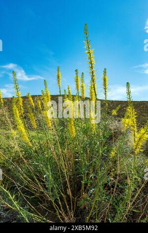 Yellow Prince's Plume Wildblumen; Stanleya pinnata; Emigrant Pass; Death Valley National Park; Kalifornien; USA Stockfoto