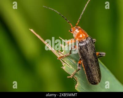 Nahaufnahme eines Bombardier-Käfers, der auf einem Pflanzenblatt sitzt Stockfoto