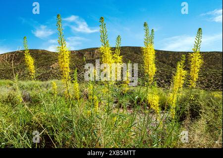 Yellow Prince's Plume Wildblumen; Stanleya pinnata; Emigrant Pass; Death Valley National Park; Kalifornien; USA Stockfoto