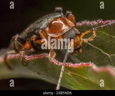 Nahaufnahme eines Bombardier-Käfers, der auf einem Pflanzenblatt sitzt Stockfoto