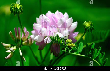 Kronenvetch-Blüte (Securigera varia) in einer Iowa-Prärie Stockfoto