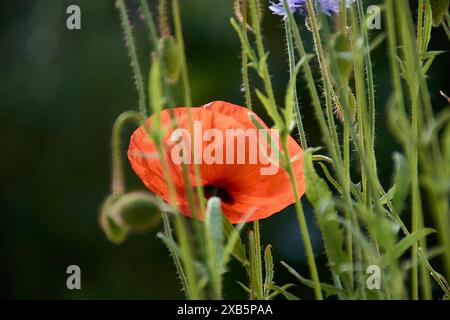 Isolierte hellrote Mohnblume Nahaufnahme. Weicher, verschwommener ländlicher grüner Hintergrund. Helles Tageslicht. Zerbrechliche rote Blütenblätter in der Makroansicht. Schönheit in na Stockfoto