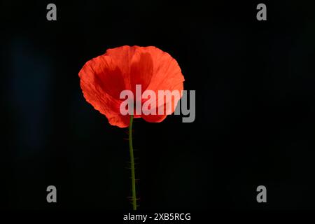 Isolierte Nahaufnahme der hellroten Mohnblume. Schwarzer Hintergrund. Helles Tageslicht. Zerbrechliche rote Blütenblätter in der Makroansicht. Stockfoto