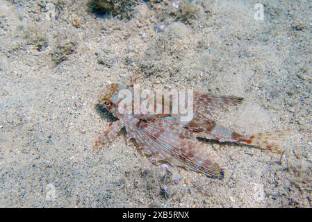 Fliegende Gurnard-Fische - Dactylopterus volitans Stockfoto