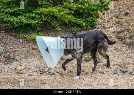 Schwarzer streunender Hund mit Tierärztkegel. Stockfoto