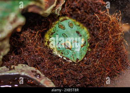 Pacman Frog ist südamerikanische gehörnte Frösche aus der Gattung Ceratophrys Stockfoto