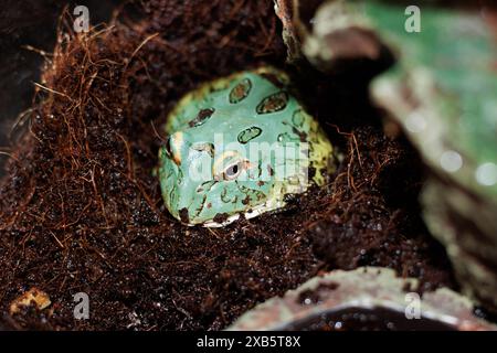 Pacman Frog ist südamerikanische gehörnte Frösche aus der Gattung Ceratophrys Stockfoto