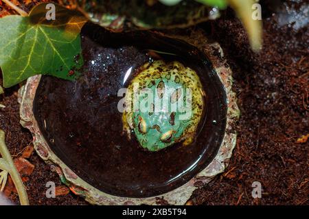 Pacman Frog ist südamerikanische gehörnte Frösche aus der Gattung Ceratophrys Stockfoto