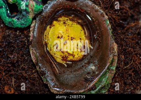 Pacman Frog ist südamerikanische gehörnte Frösche aus der Gattung Ceratophrys Stockfoto