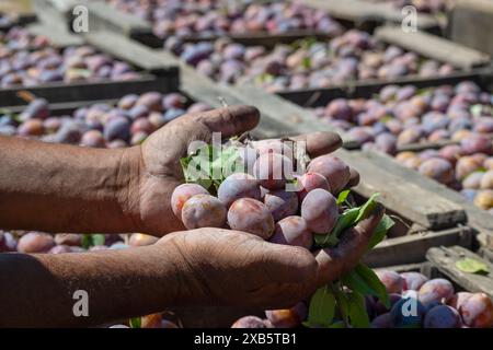 Pflaumen Ernte. Bauern Hände mit frisch geernteten Pflaumen Stockfoto