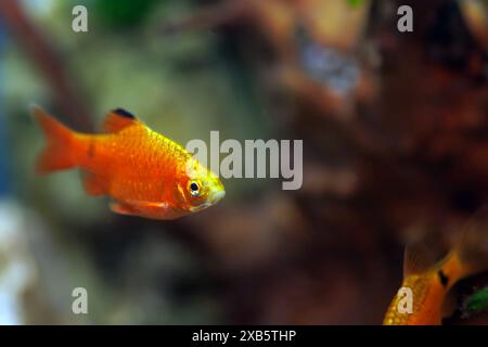 Rosy Barb (Red Barb) Süßwasserfische im Aquarium - Puntius conchonius Stockfoto