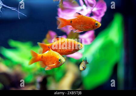 Rosy Barb (Red Barb) Süßwasserfische im Aquarium - Puntius conchonius Stockfoto