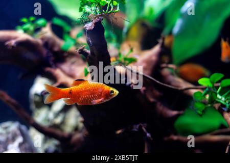 Rosy Barb (Red Barb) Süßwasserfische im Aquarium - Puntius conchonius Stockfoto