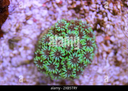 Goniopora - der Blumentopf LPS Koralle Stockfoto