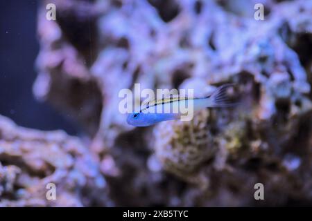 Rotes Meer nachahmen Blenny - (Ecsenius gravieri) Stockfoto