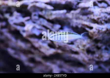 Rotes Meer nachahmen Blenny - (Ecsenius gravieri) Stockfoto