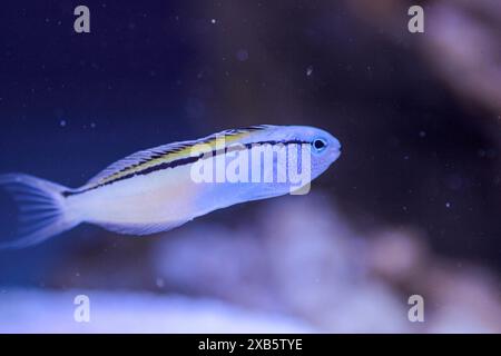 Rotes Meer nachahmen Blenny - (Ecsenius gravieri) Stockfoto