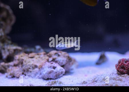 Rotes Meer nachahmen Blenny - (Ecsenius gravieri) Stockfoto