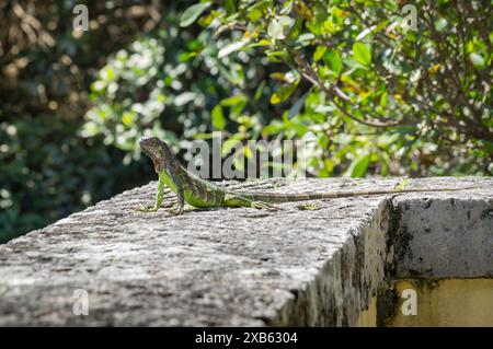 Grüne Leguaneidechse auf einer Steinbrüstung vor grünen Ästen in einem Park in Miami, Florida Stockfoto