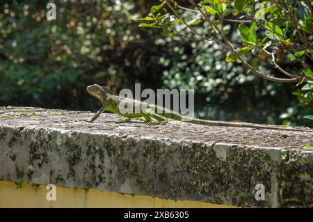 Grüne Leguaneidechse auf einer Steinbrüstung vor grünen Ästen in einem Park in Miami, Florida Stockfoto