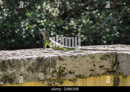 Grüne Leguaneidechse auf einer Steinbrüstung vor grünen Ästen in einem Park in Miami, Florida Stockfoto