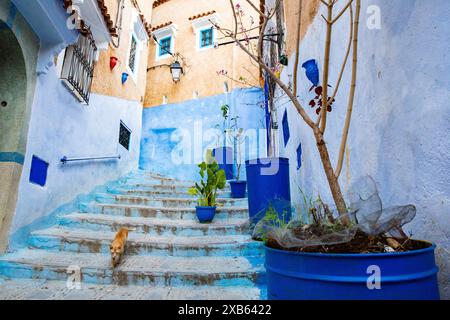 Eine enge Gasse in der blauen Stadt Chefchaouen, Marokko Stockfoto