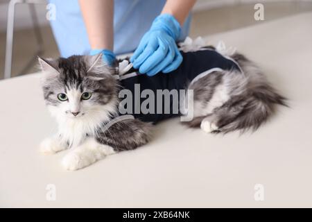 Tierärztliche Untersuchung der niedlichen Katze im Genesungsanzug nach Sterilisation in der Tierarztpraxis Stockfoto