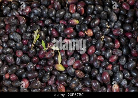 Schwarze Oliven in der Dose als Hintergrund Stockfoto