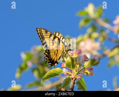 Ventrale Ansicht eines Osttigerschwalbenschwanz-Schmetterlings, der im Frühjahr wunderschöne rosa Apfelblüten isst Stockfoto